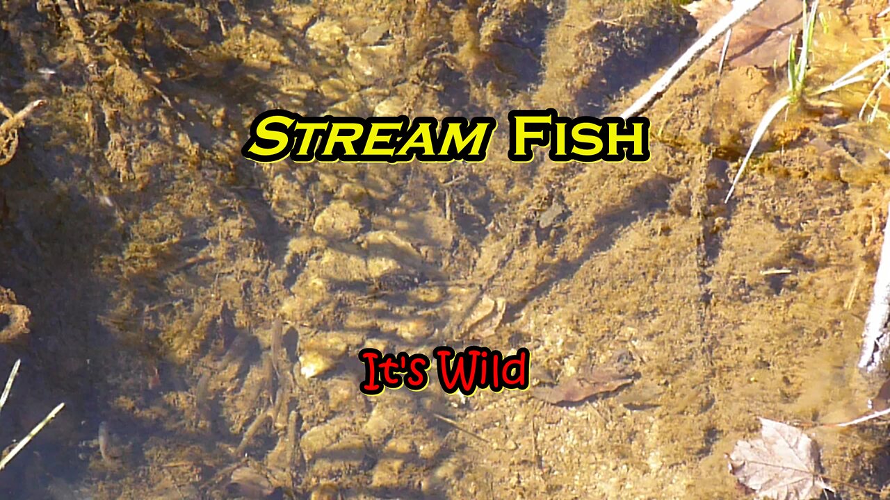 Stream Fish