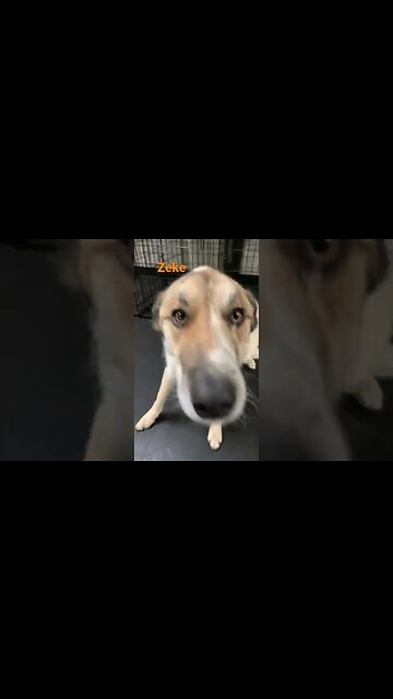 [Shorts 0066] ZEKE [#dogs #doggos #doggies #puppies #dogdaycare]