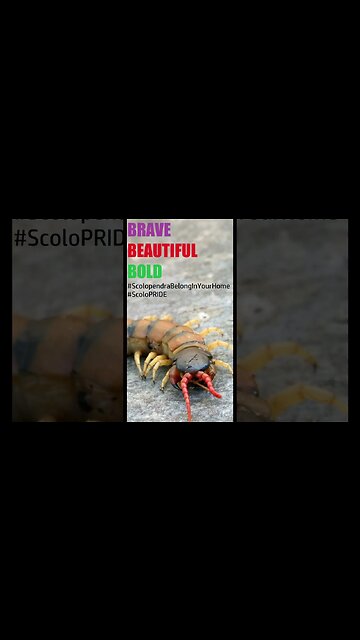 SCOLOPENDRA BELONG IN YOUR HOME #shorts