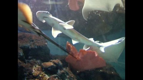 Shark Movers