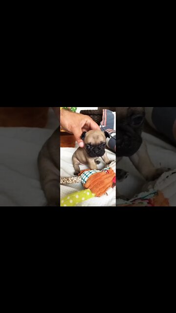 Pug #shorts #pug #pugs #PugLover #puglife