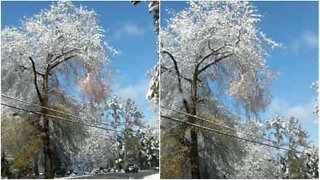 Un arbre enneigé met le feu!