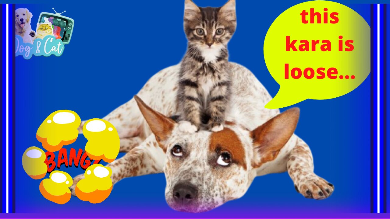 ✅ 🐶See What They're Talking About, Funny Dogs And Cats😻😇💯#24