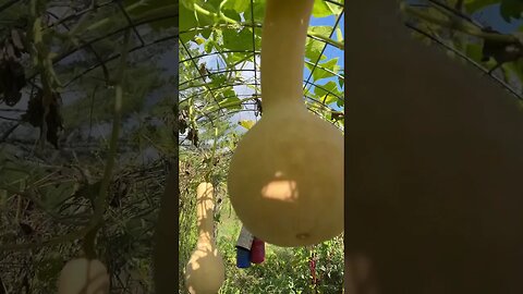 Gardening in September