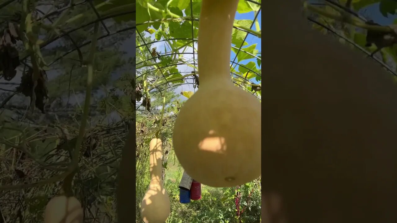 Gardening in September