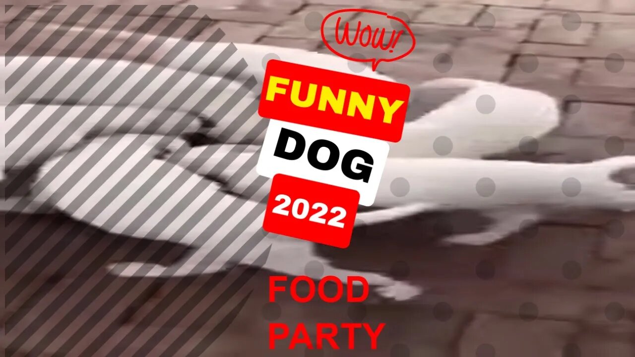 🤣Funny Dogs Food Party 2022 Video Clips #shorts