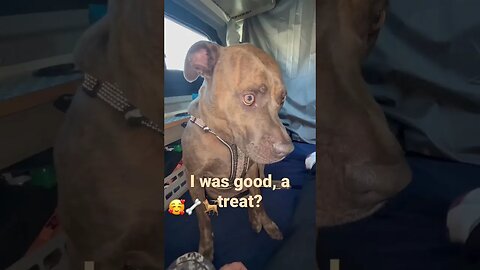 Extra food? #shorts #dog #travel #funnyvideo