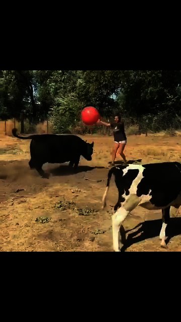 Playful cows run after giant red ball