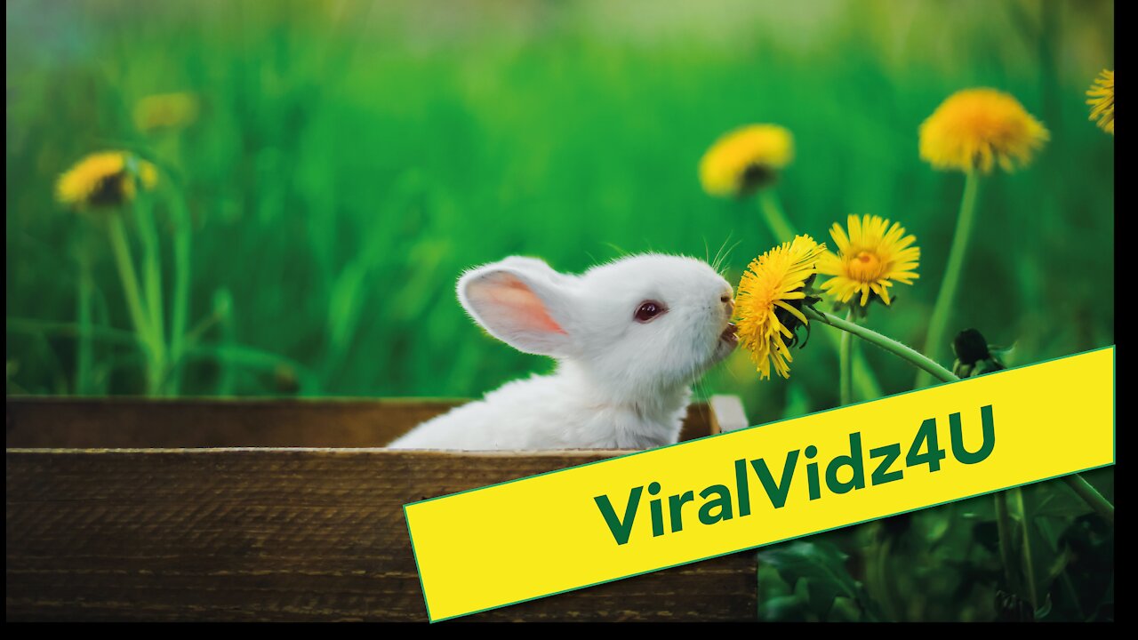Super Cute & Funny animals compilation #3 ViralVidz4U