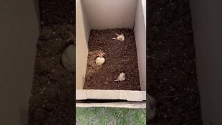 Re-Purposed Butcher Box’s for planting potatoes!