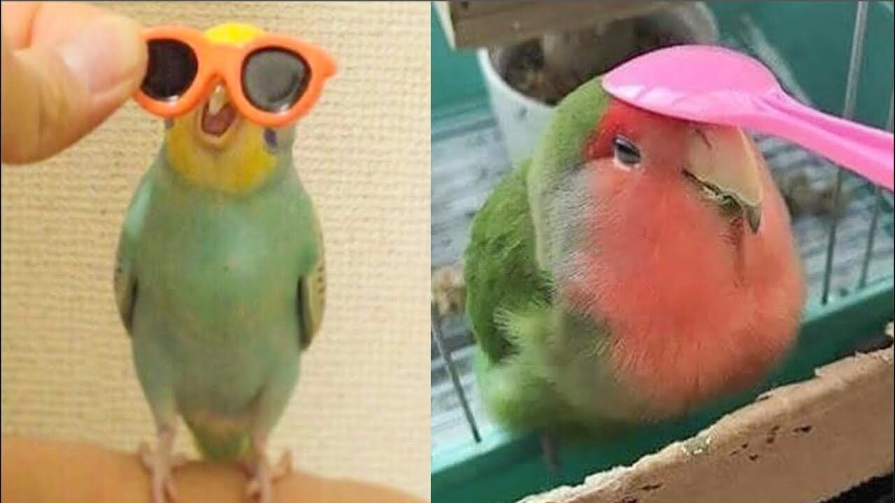 the smartest parrots in the world