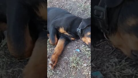 Rottweiler - Lil' Eddie Gets Stranger By The Day. He Dug Himself A Bed?