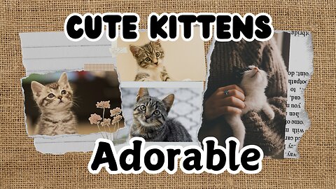 Cute Funny Kittens adorable