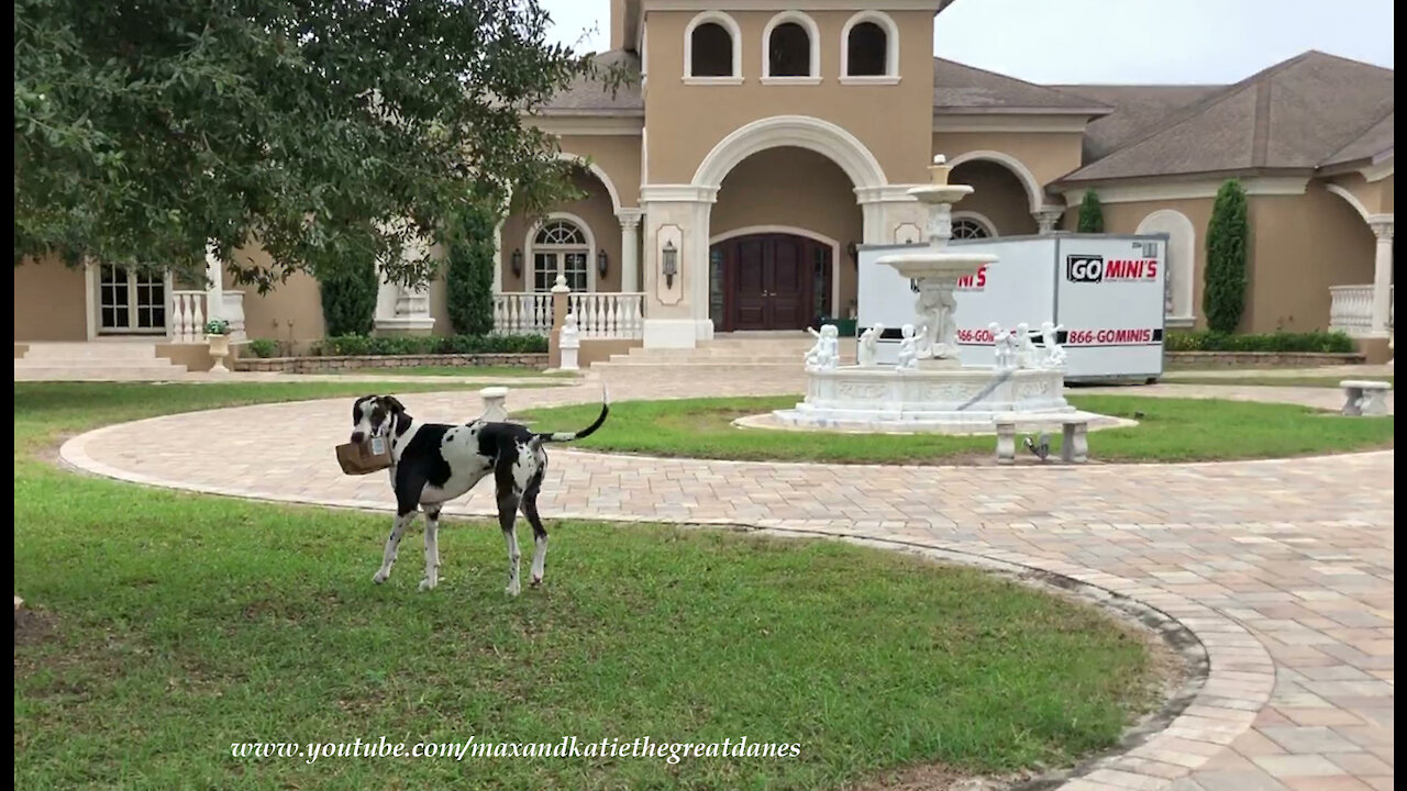 Excited Great Dane loves to deliver Amazon boxes