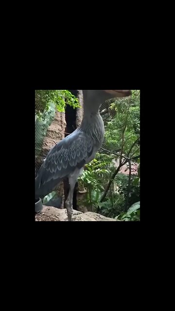 Birds Amazing Creature ! Have You Seen This Bird Before ! #Shorts #ytshorts #UbertainmentFun #Bird