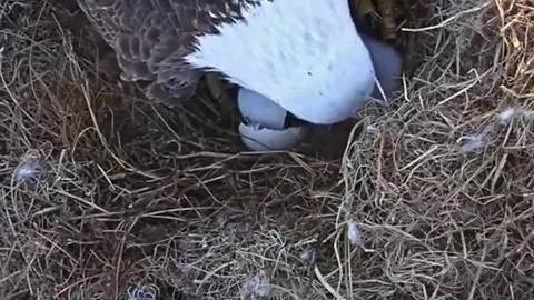 HATCH WATCH 2016: American bald eagle hatches, nation waits for second