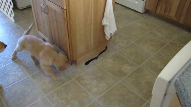 Puppy Chases The Other End Of Its Own Leash Around A Kitchen Island