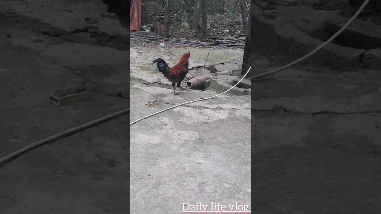 neighbor's rooster