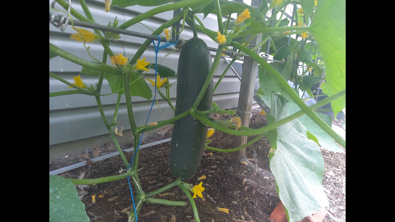 Hossinator Cucumber Harvest