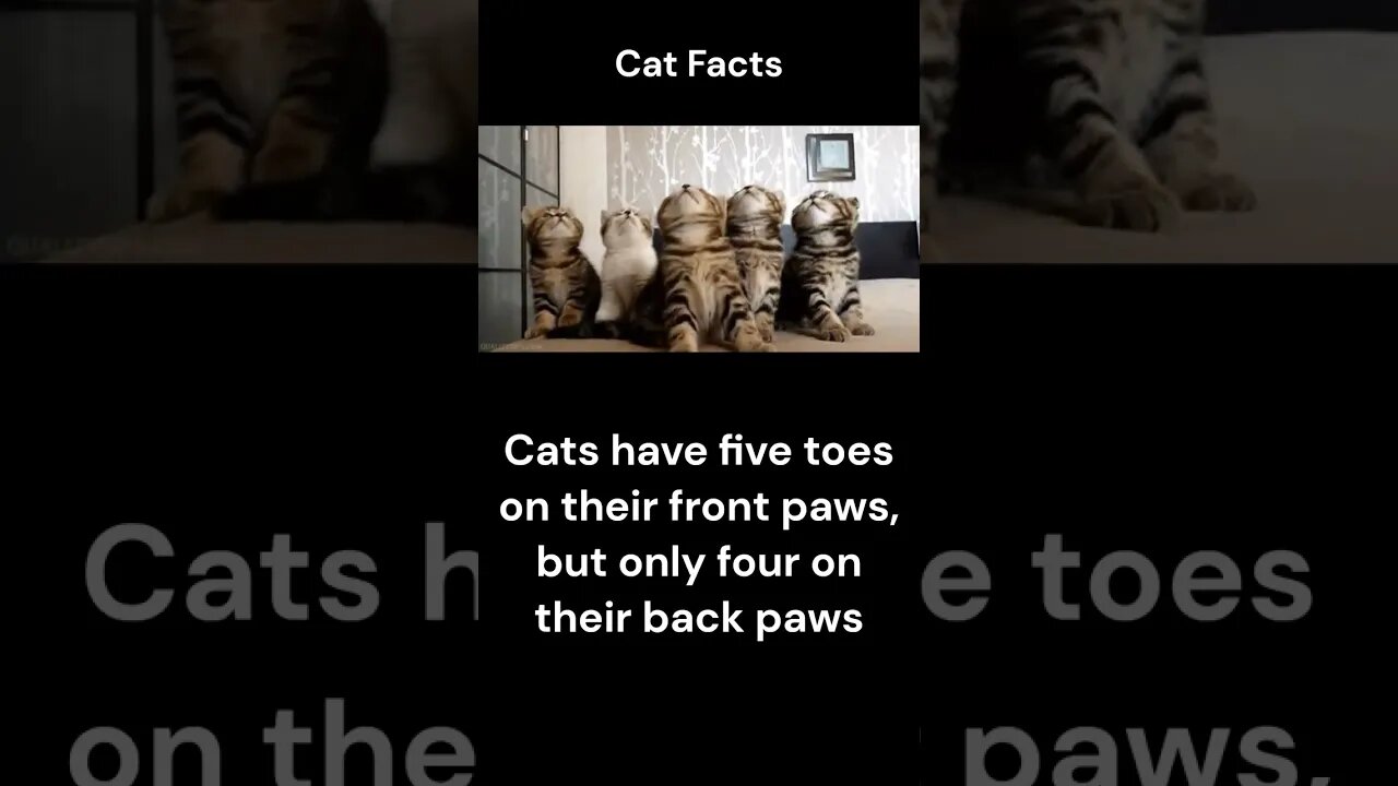 Cat Facts #shorts #youtubeshorts #cat #facts #Humor