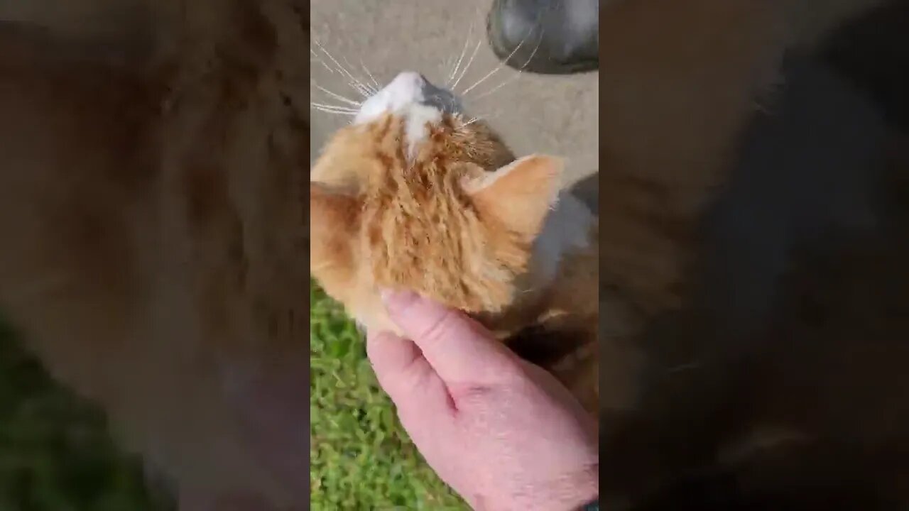 Neighbours big friendly cat