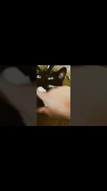 Cat wants something #shortsfeed #shortsvideo #cat #kittycat #youtubeshorts #catshorts