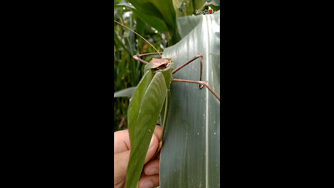 "This bug blends perfectly with leaves—and it's LOUD too! 🍃🪲"