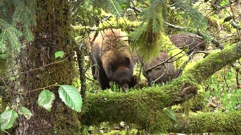 Bear cubs are eating