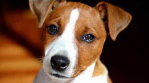 Ce chien s'assied comme un humain