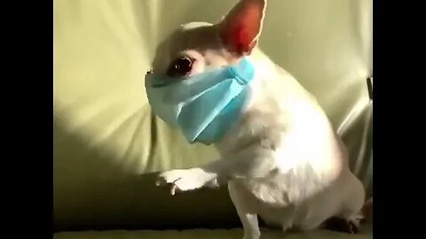 "Oh My Gosh...You won't BELIEVE What This Chihuahua Just Did!"