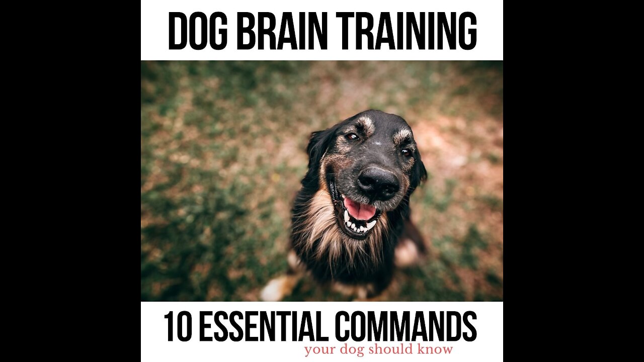 Dog Brain Training --> 10 Essential Commands Your Dog Should Know