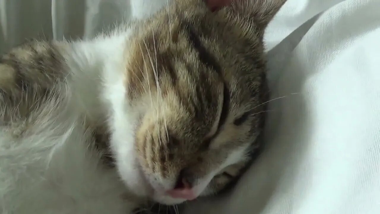 Hooman Tickles My Paw