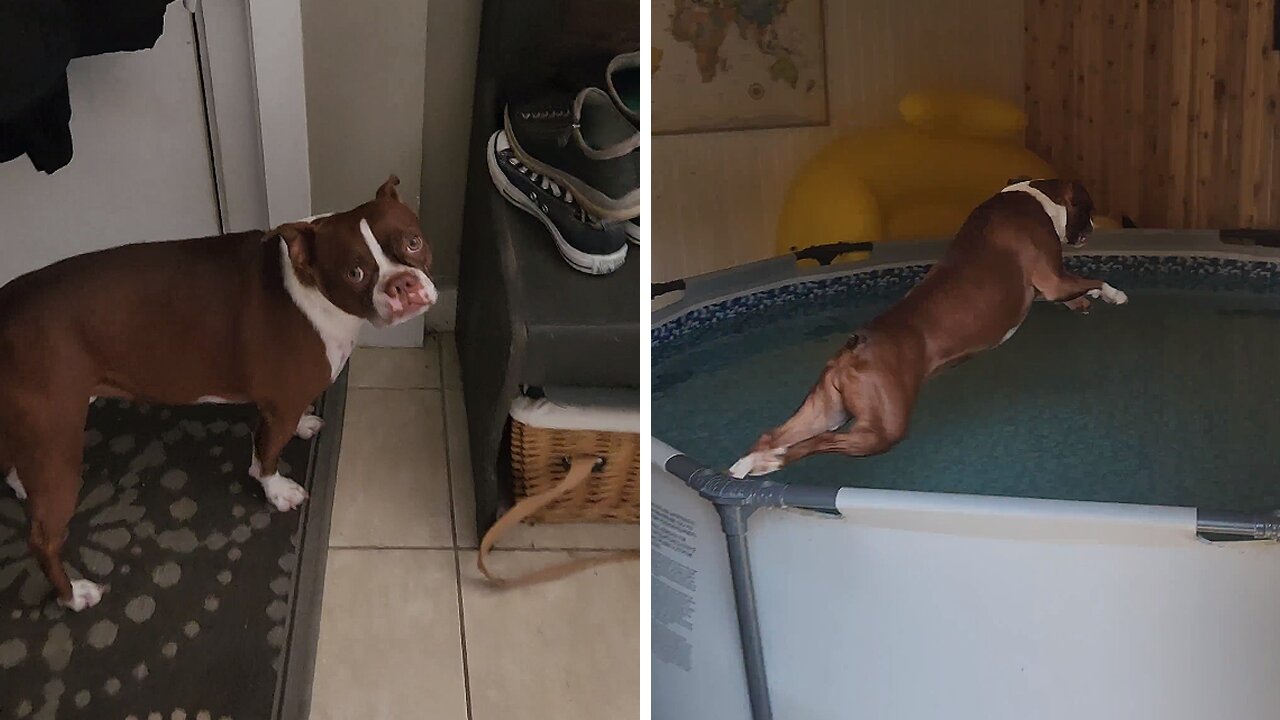 Boston Terrier Super Excited To Go Swimming