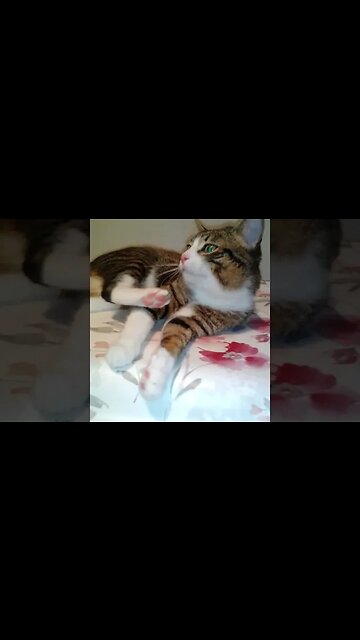 Cat Has Bright Green Eyes #shorts