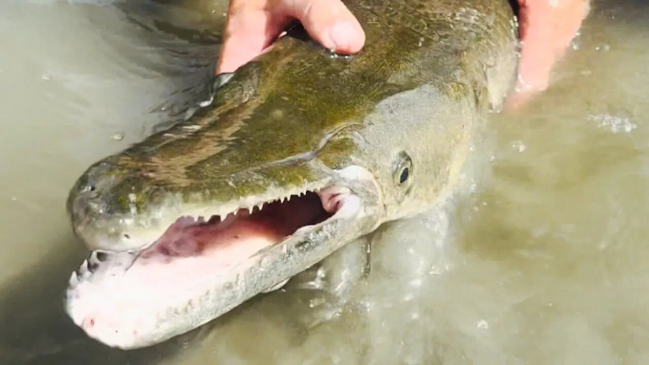 Learn About Alligator Gar