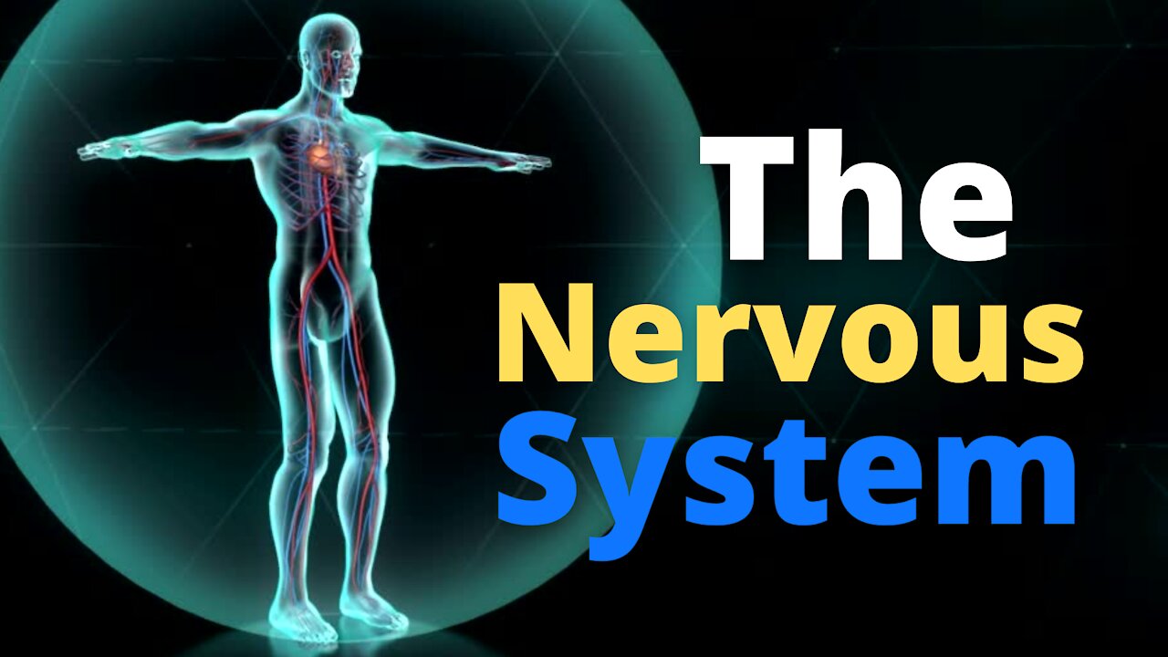 The Nervous System