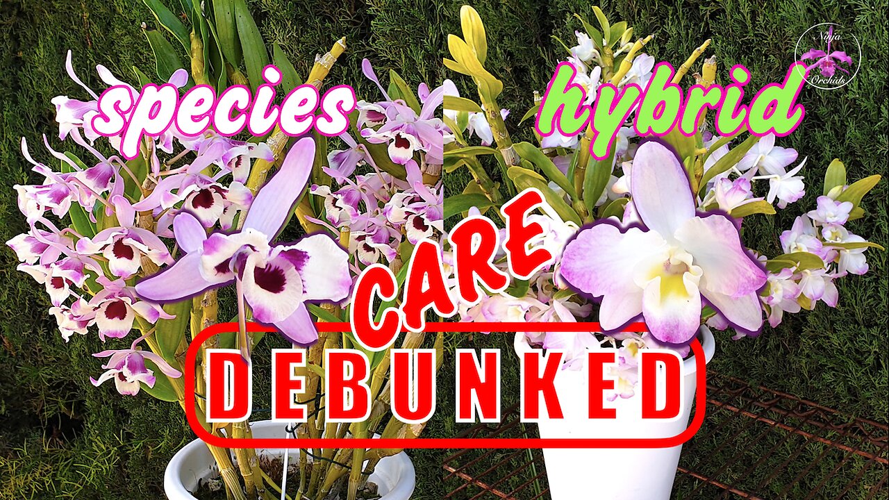 DEBUNKING Dendrobium Nobile Winter Care Fertilising Myths with PROOF & other Easy TIPS #ninjaorchids