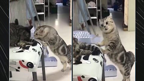 This funny cat sings for his partner