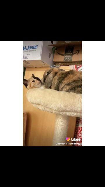 Kitty snuggles with bunnies!