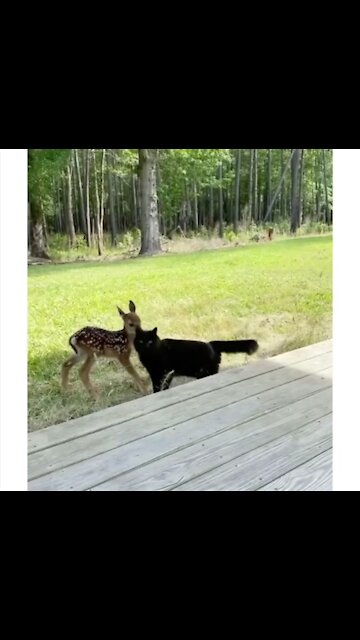 Cat and baby deer friendship 😍