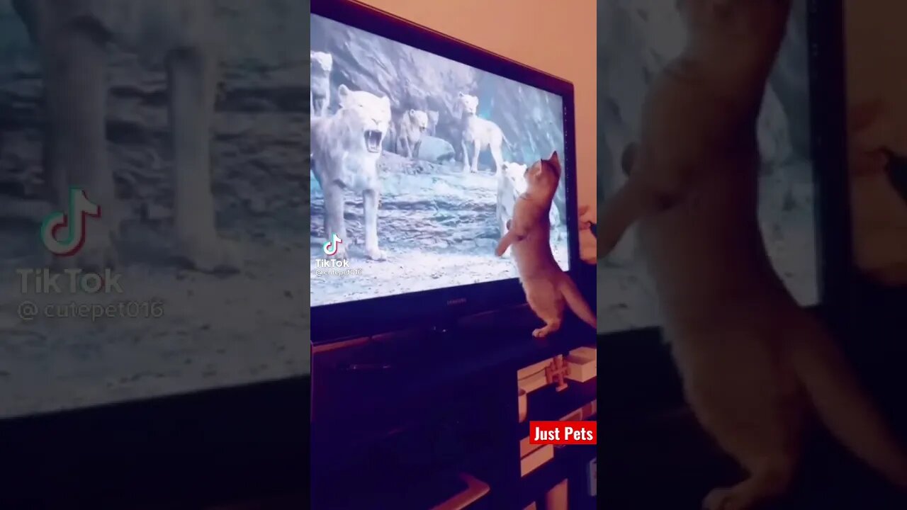 Cat watching Lion King - Cat is fine 😄 #tiktok #cute #shorts #funnyvideos #viral #lionking