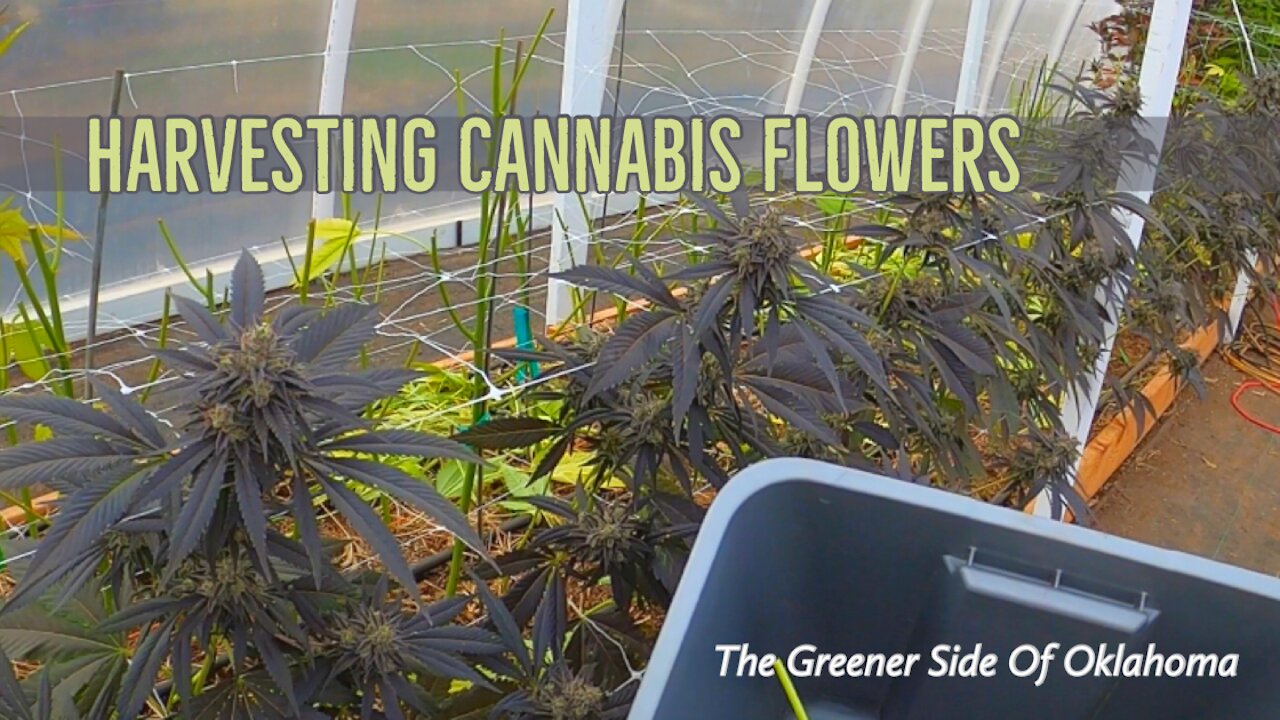 Harvest Time on this Cannabis farm in Oklahoma