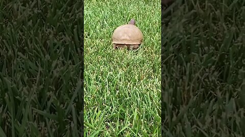 Turtle boi