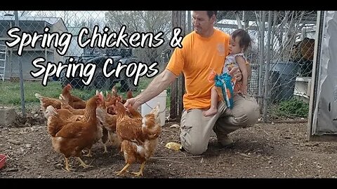 Spring Chickens and Spring Crops