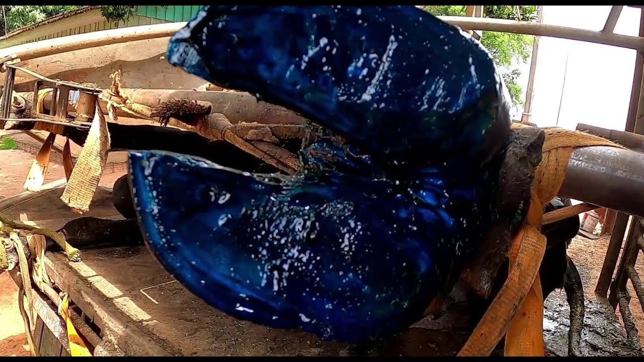 Bicheira no CASCO ... com Gabarro