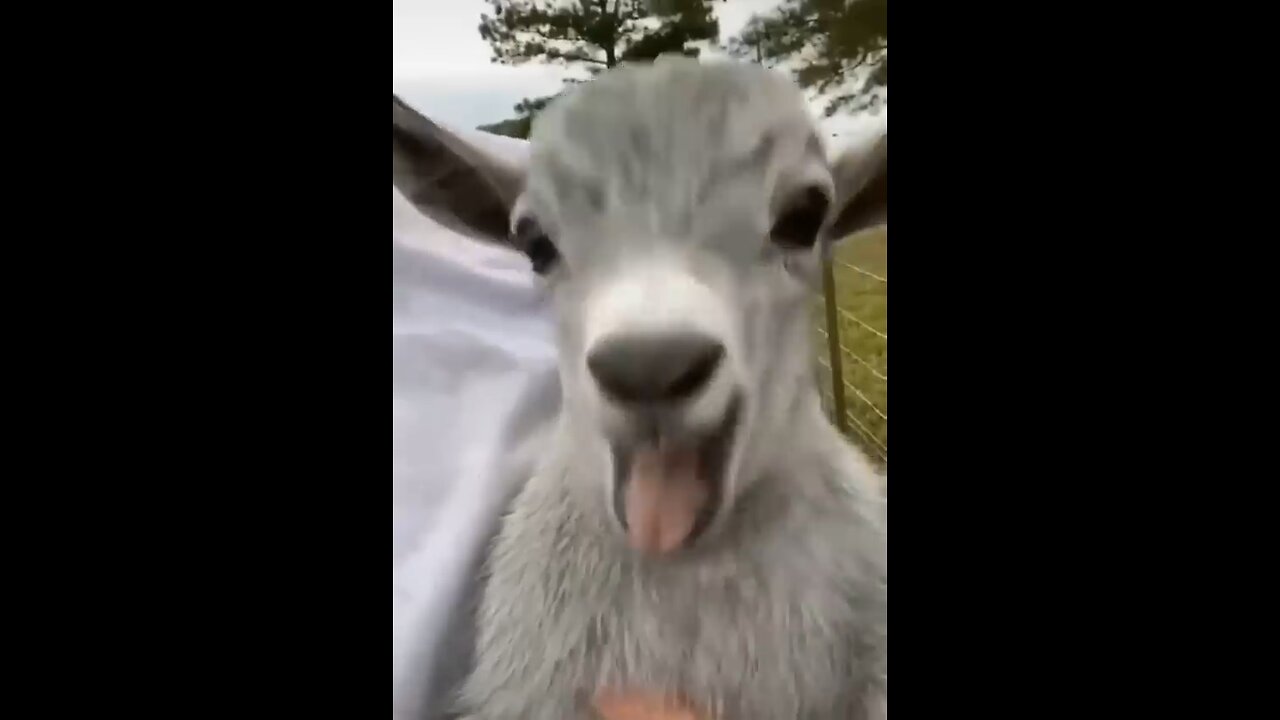 Funny animals