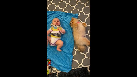 Baby Cuddles With Pomeranian Puppy