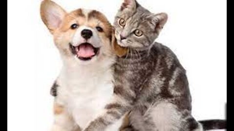 pets in incredible moments