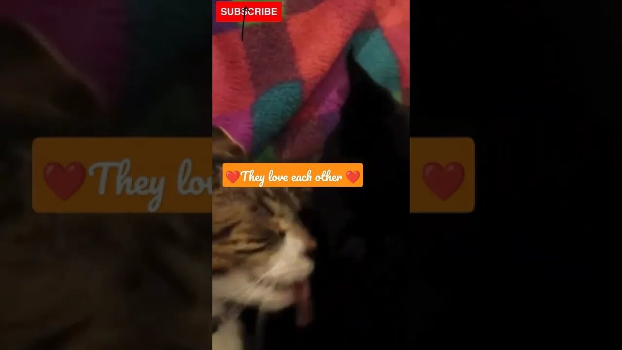 Two Cute Cats love 🥰💕#shorts #catvideos #catlovers #cats