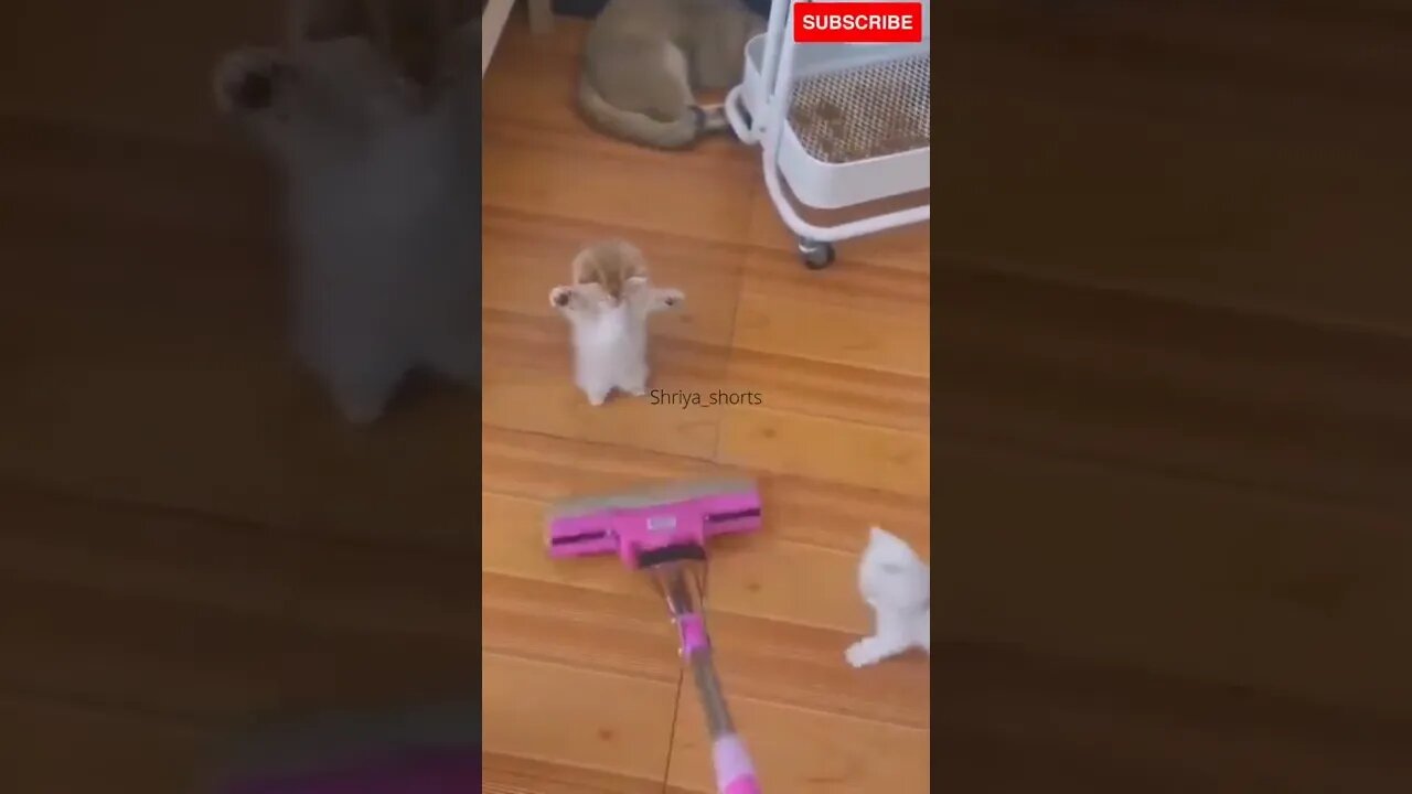 Cute Kittens playing 🥰🥰💕💕 #shorts #funnycats #catvideos